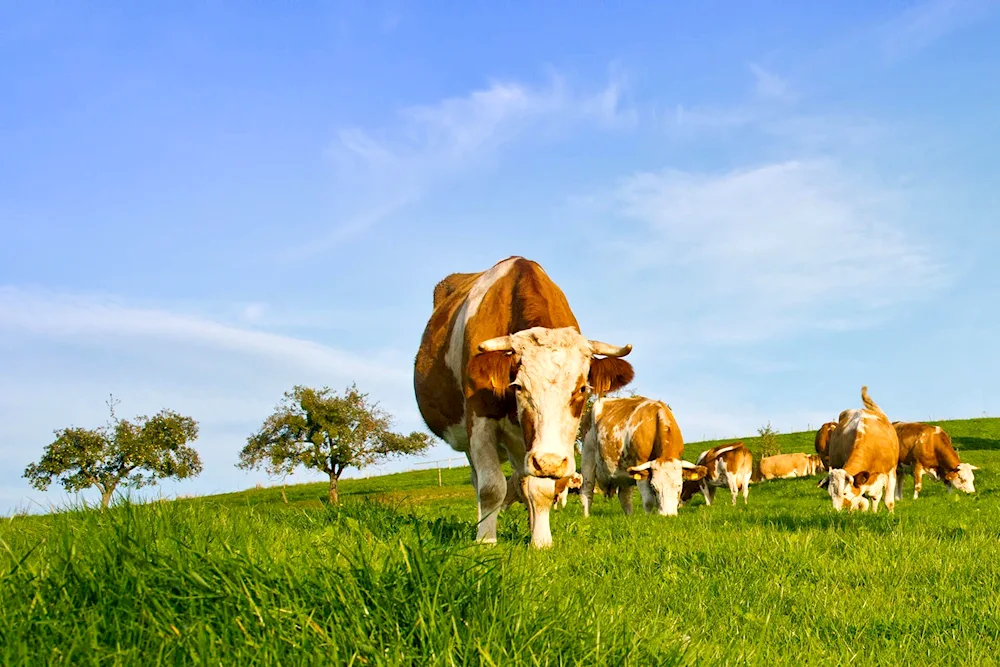 Cows in the meadow