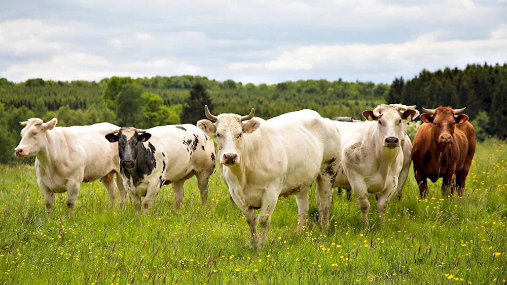 Cows grazing in the village