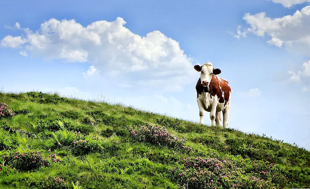 Cows in a field