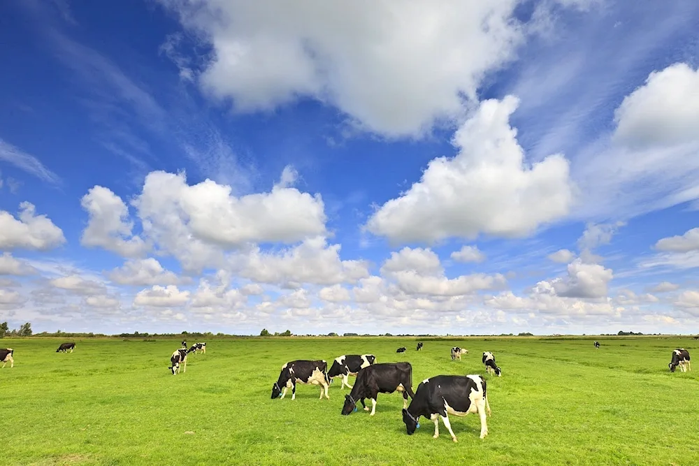 Cows grazing in the village