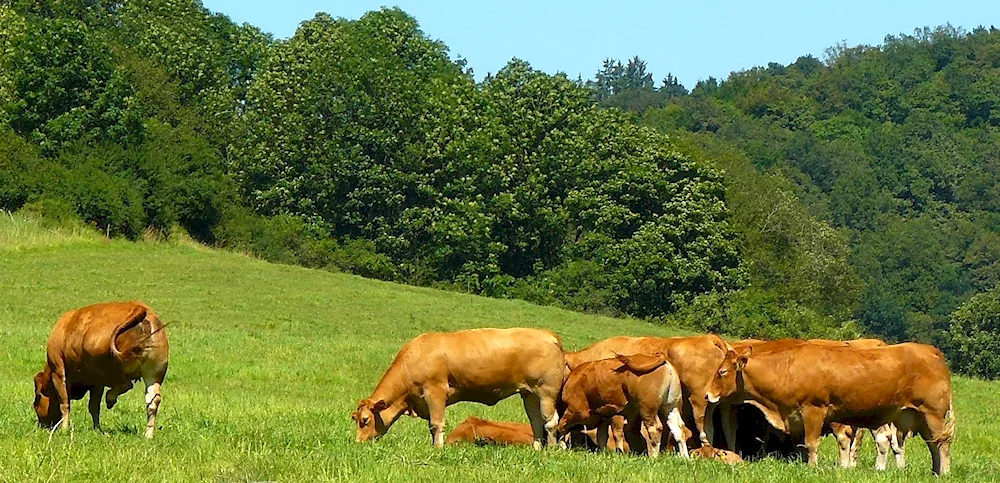 Cows in the pasture. Cows in the pasture