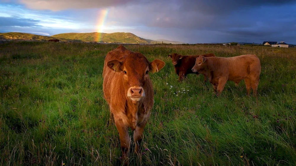 Cows in a meadow