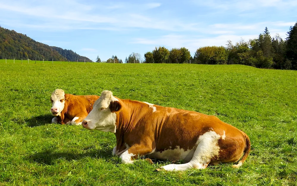 Meadow pasture agro-landscape