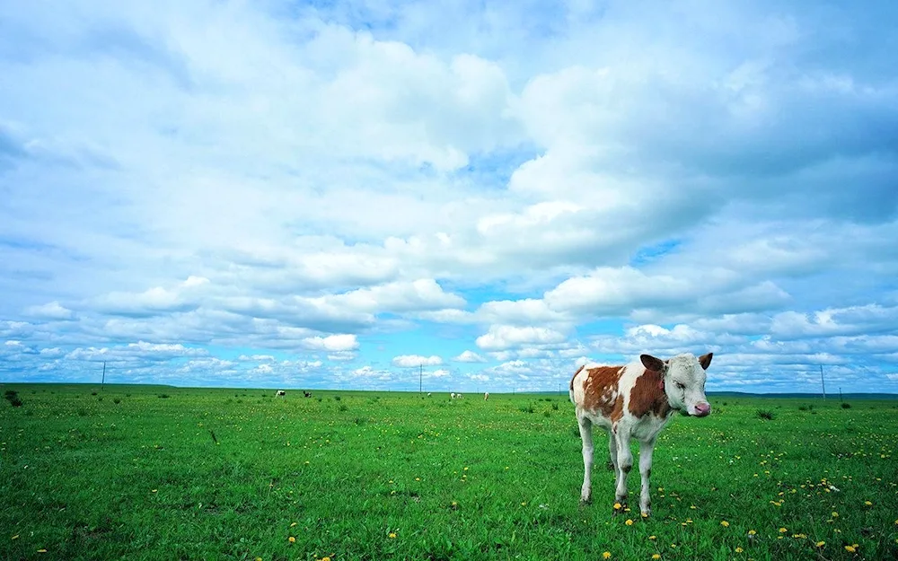 Alpine Meadows with cows Switzerland