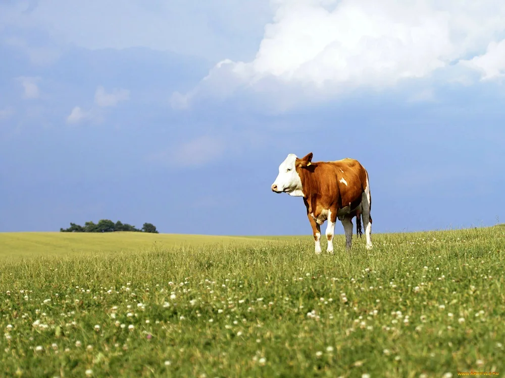 Alpine Meadows with cows Switzerland