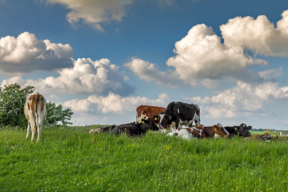 Cows in the meadow