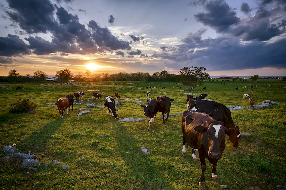 Cows in the pasture