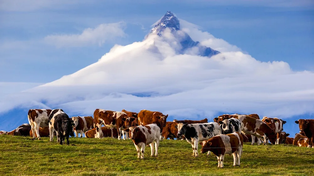 Cows in the meadow