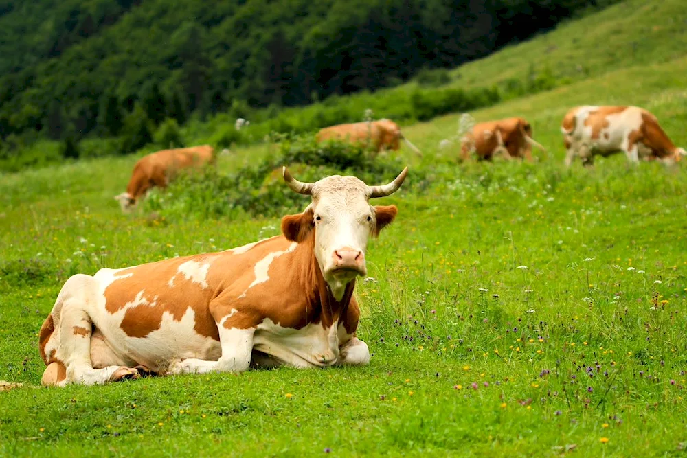 Cows grazing