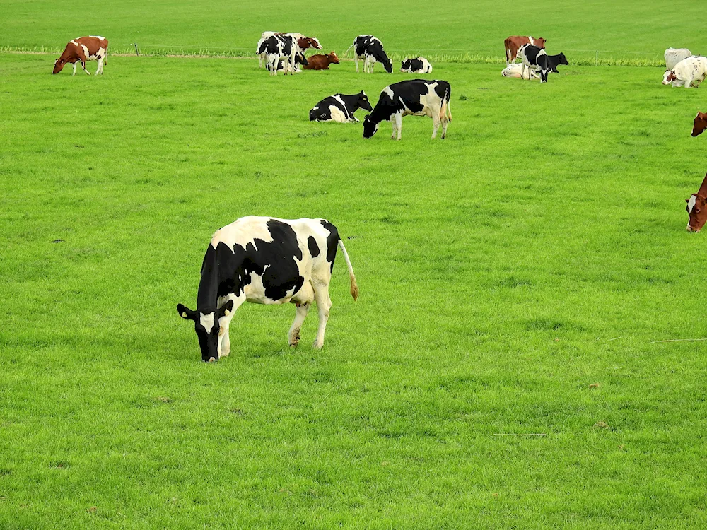 Cows in a field