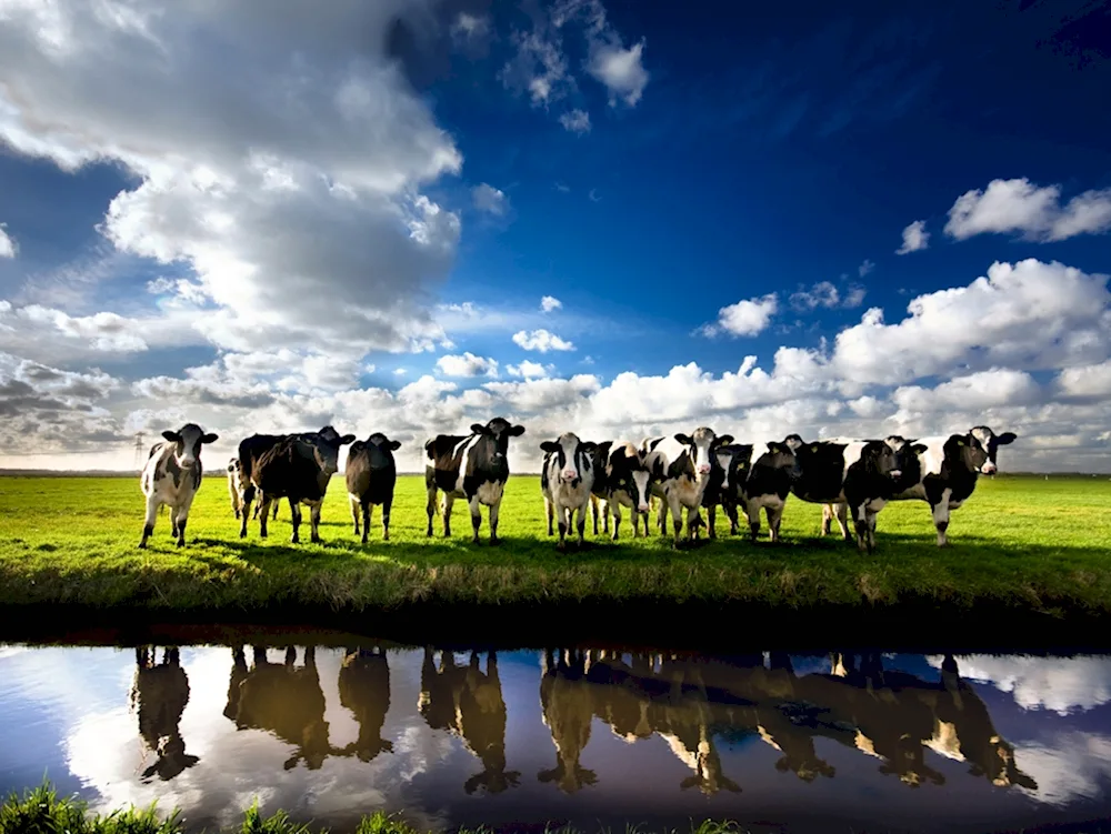 Cows grazing