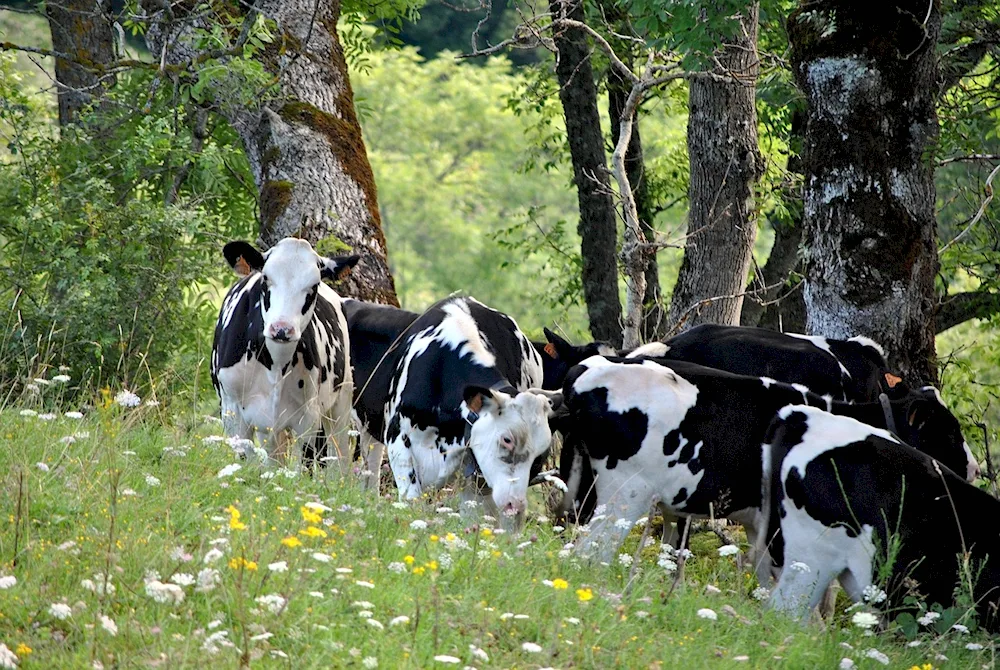 Cows grazing