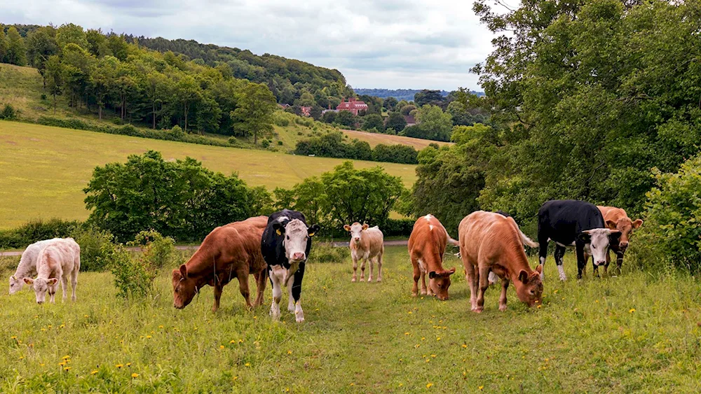 Cows grazing