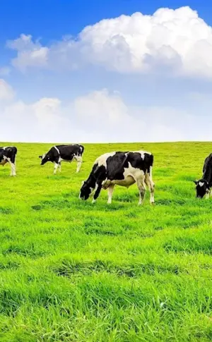 Cows in the field