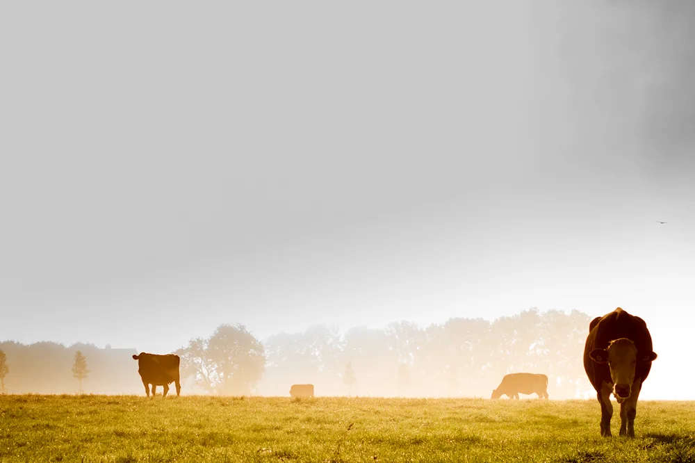 Cow stain background