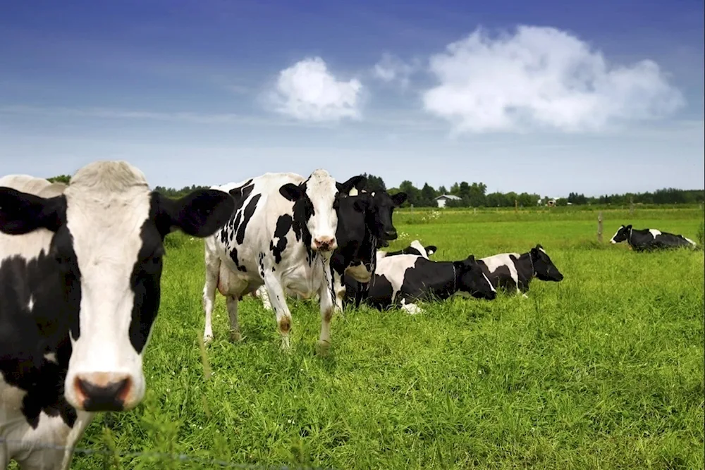 Cows in the meadow