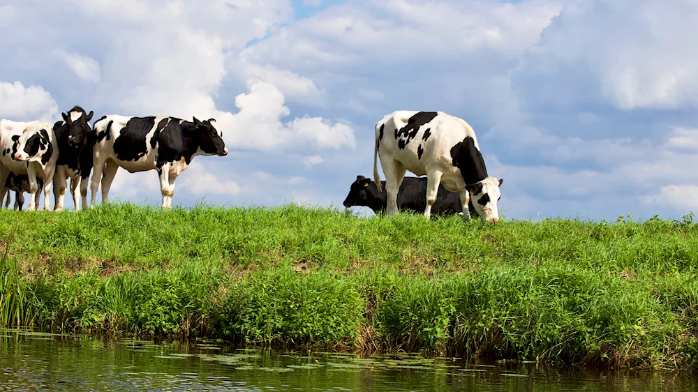 Cows in the meadow