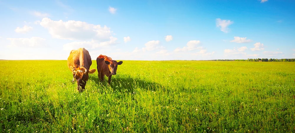 Cows in a meadow