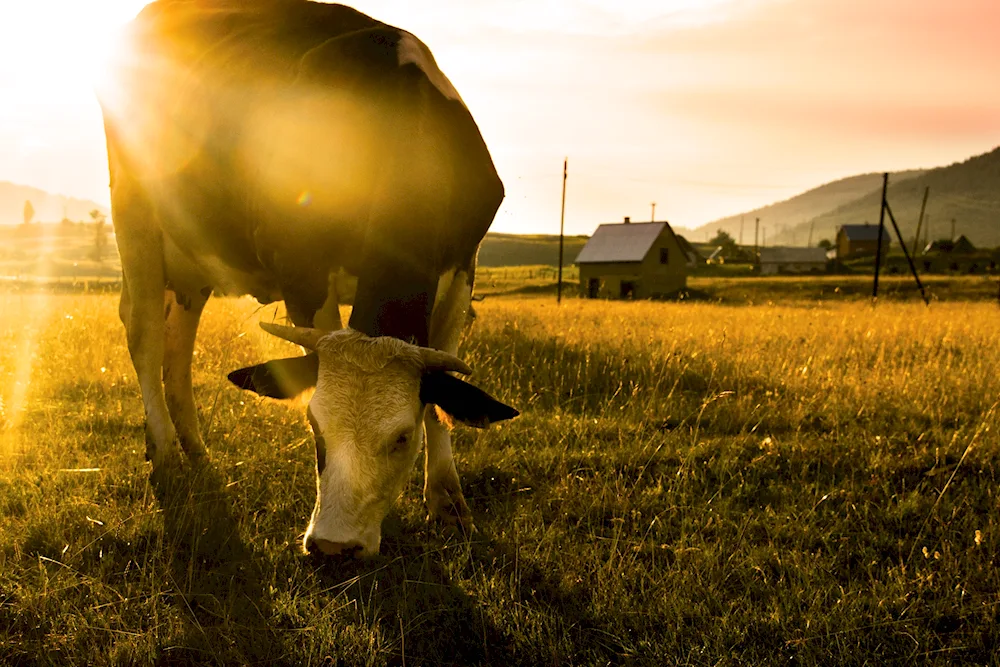 Beautiful cow