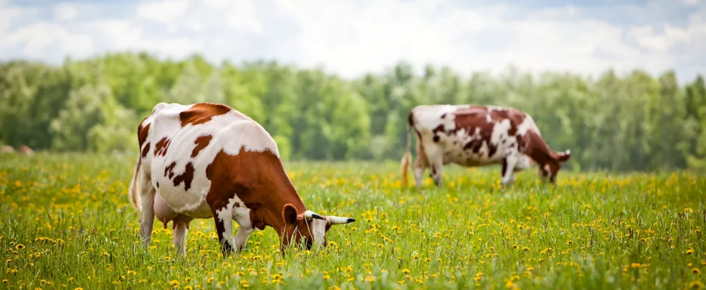 Cows grazing in the Bryansk region