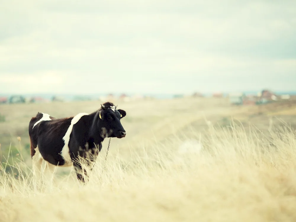 Cows in a field