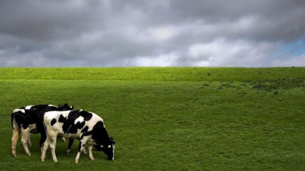 Cows in a meadow