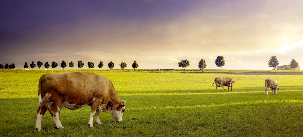 Cows in a field