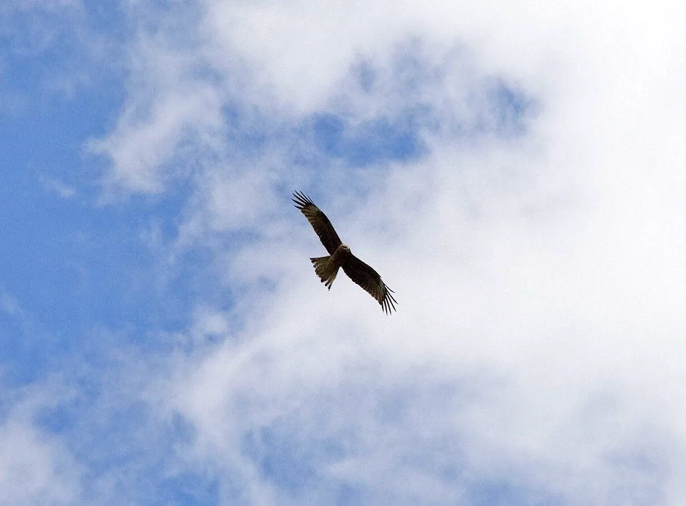 Eagle king of the sky 2014