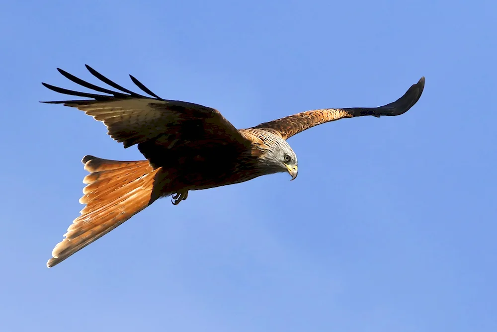Hawked Eagle Whistler
