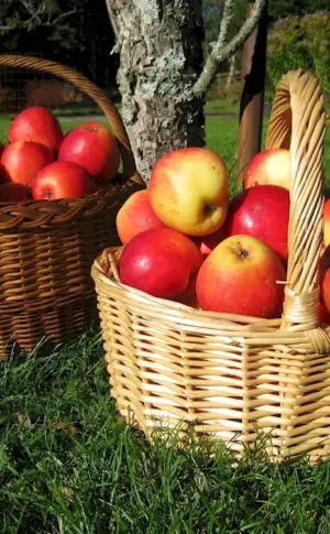 Basket with apples