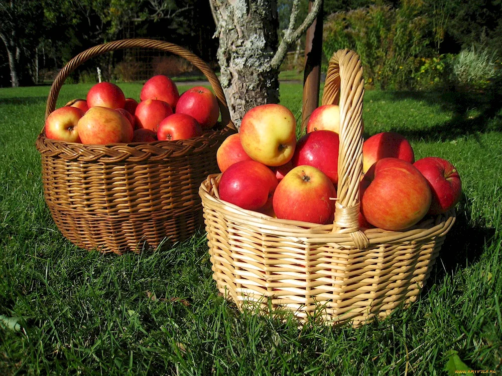 Basket with apples