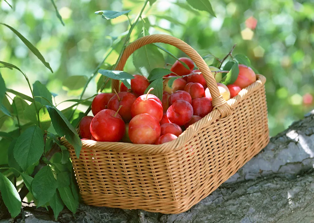 Basket with apples