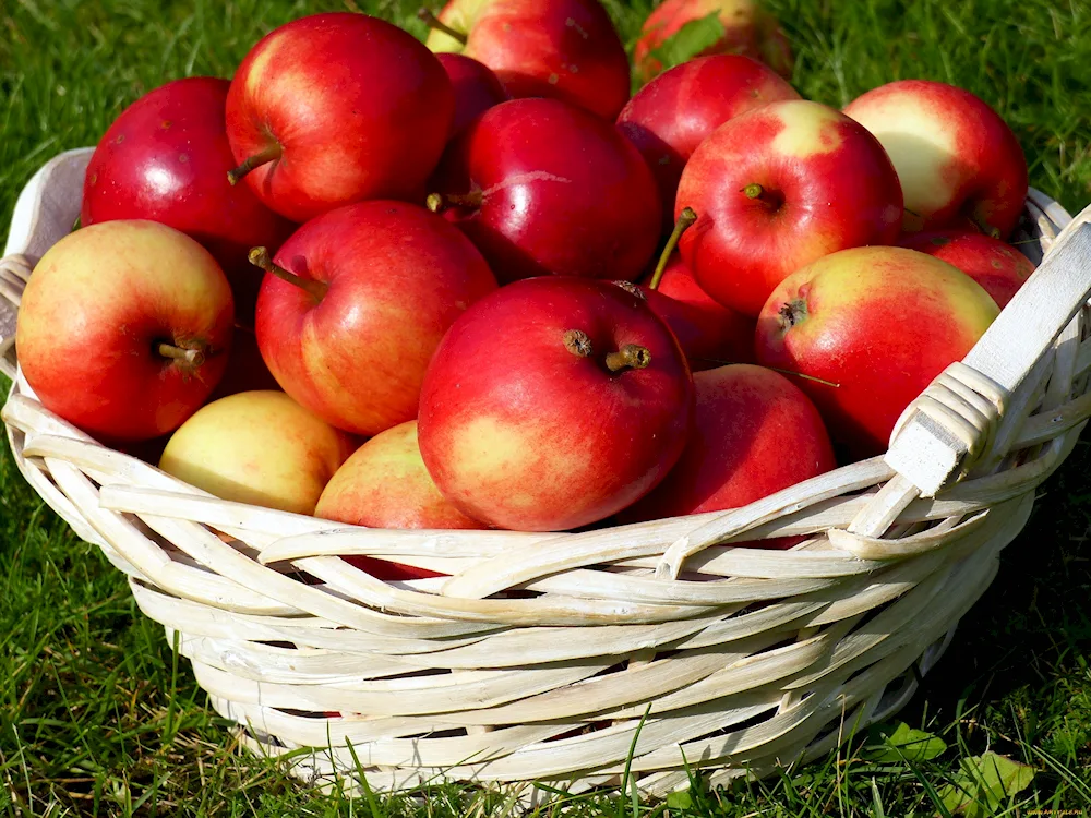 A basket of apples