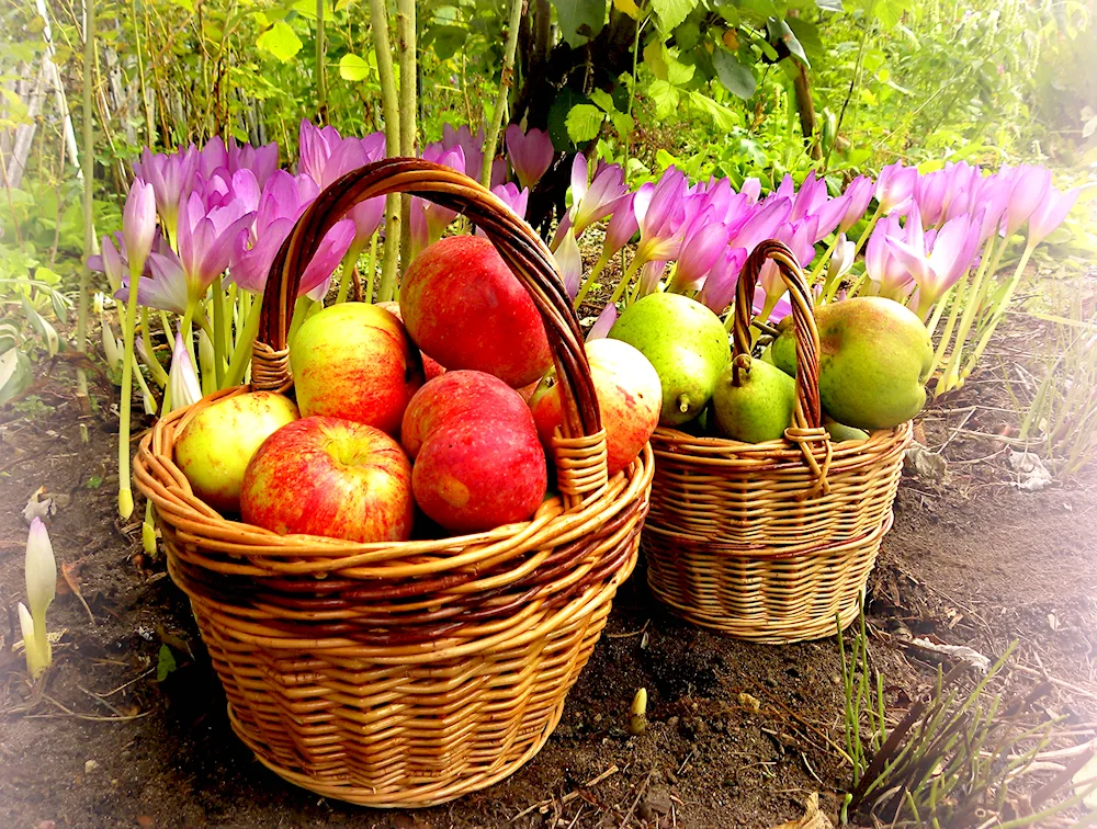 A basket of apples