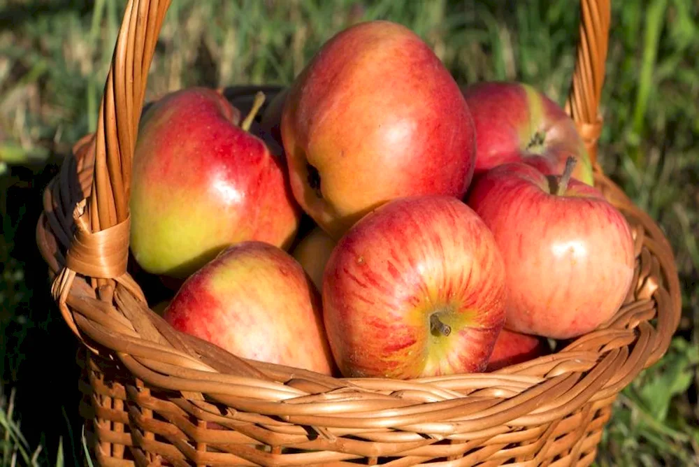 Basket with apples