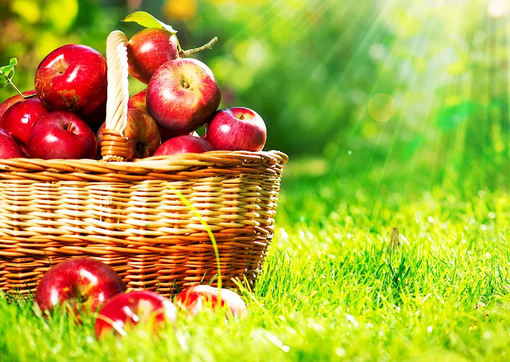 Basket with apples