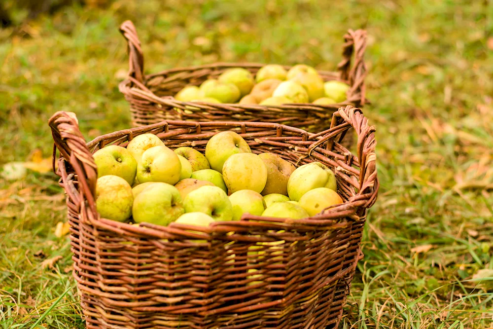 Basket with apples