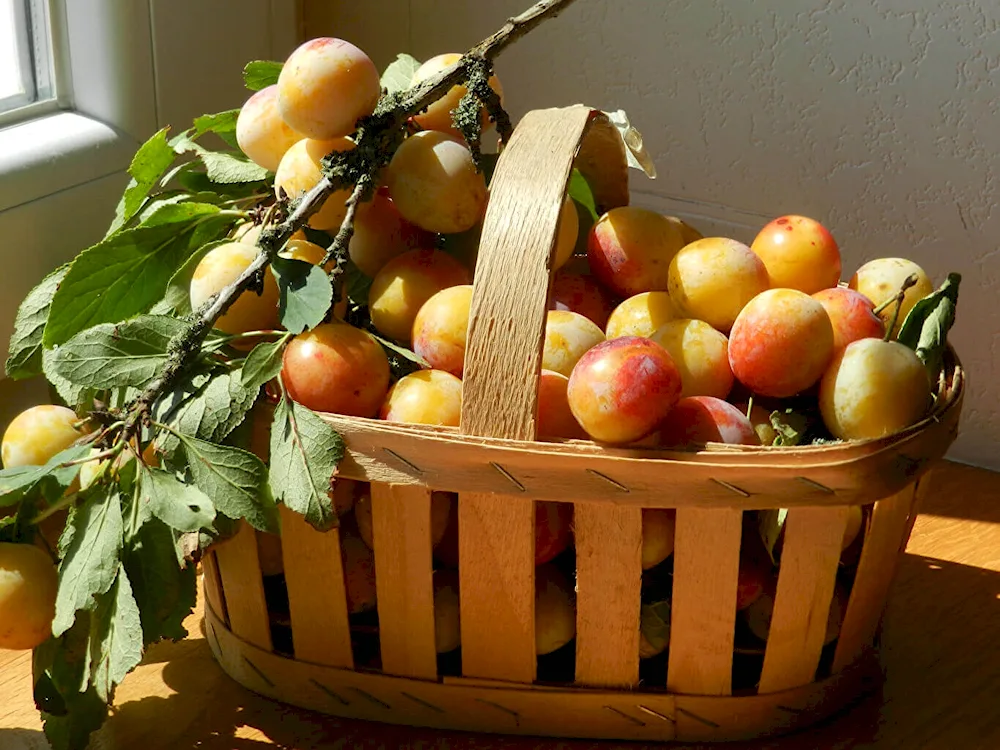 A basket of apples