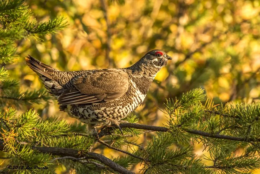 Birds of the South Urals