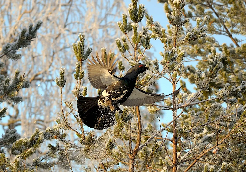 Dikusha grouse