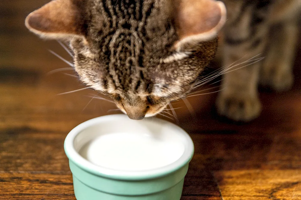 Cat with coffee