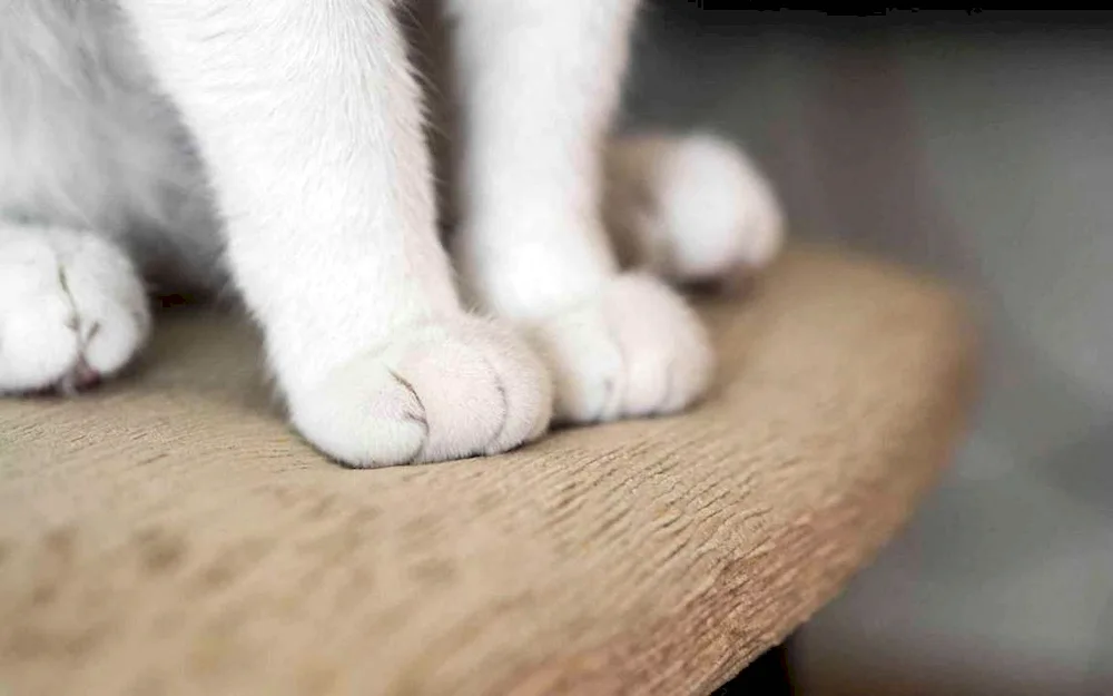 Cat's Paw