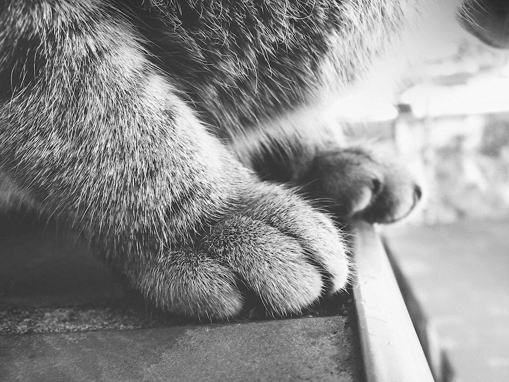 Cat's Paw