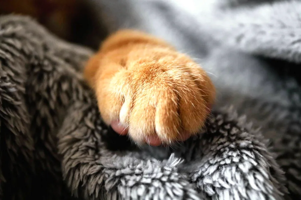 Cat's paws