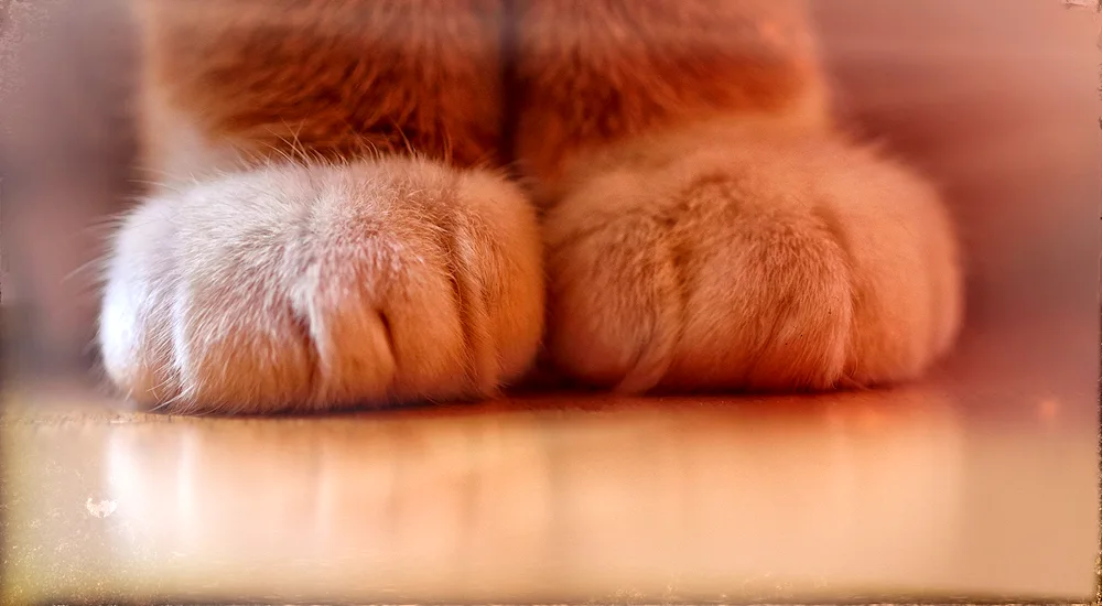 Animal paws