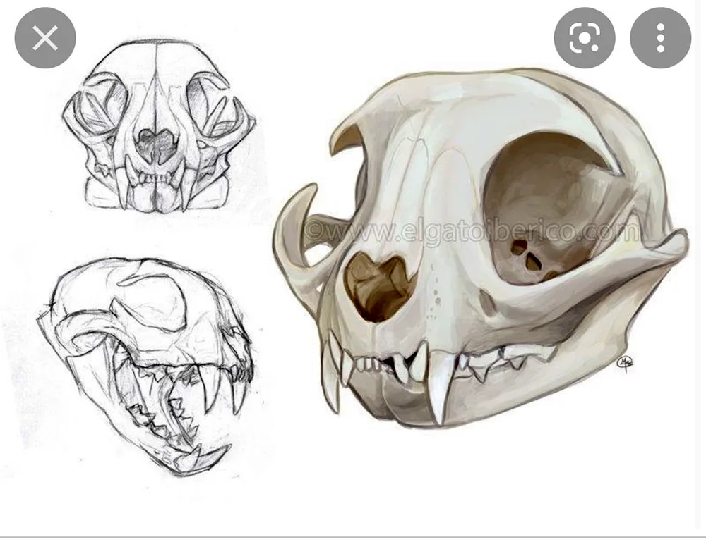 Cat skull from the side