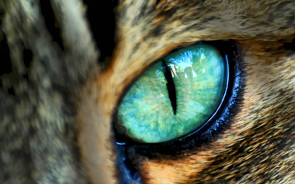 Cat's eye