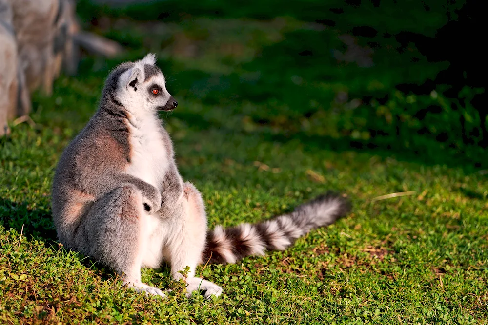 Cat lemur