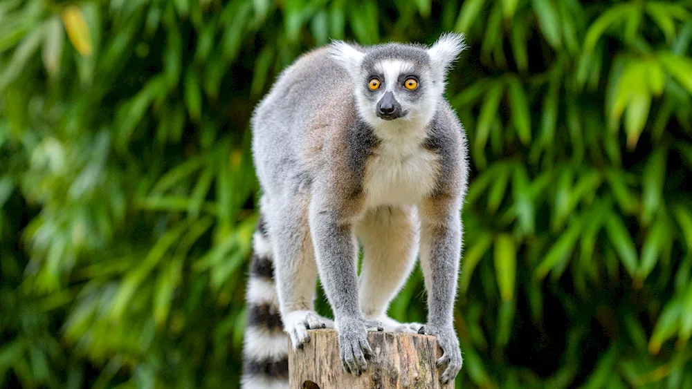 Senegalese galago