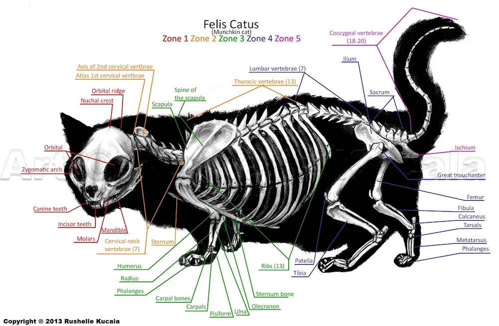 Skeleton of animals